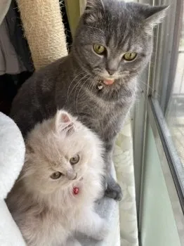 やまちゃん 様のお迎えした子猫