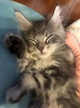 りか 様のお迎えした子猫