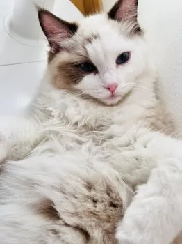 ラズ 様のお迎えした子猫