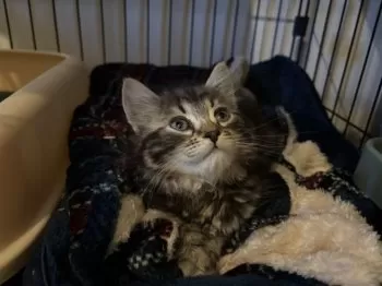あや 様のお迎えした子猫