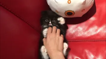 K 様のお迎えした子猫