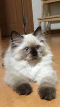 ミィちゃんの家族（＾∇＾） 様のお迎えした子猫