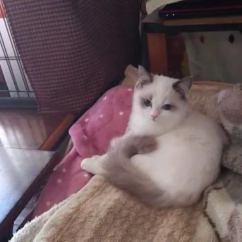 クリママ 様のお迎えした子猫