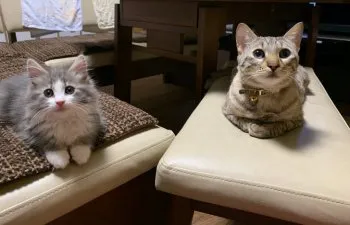 kiki 様のお迎えした子猫