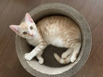 エース 様のお迎えした子猫