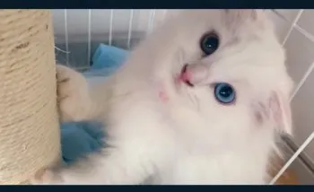 ユキ 様のお迎えした子猫