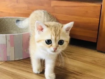 うどん 様のお迎えした子猫