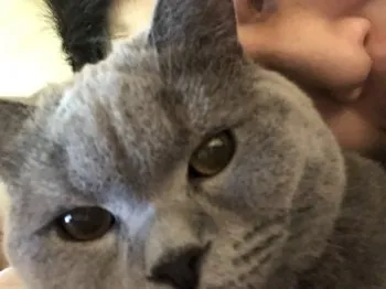 ちか 様のお迎えした子猫