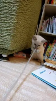 M.E 様のお迎えした子猫