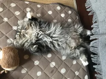 KN 様のお迎えした子猫