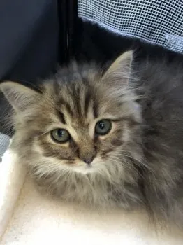 ちか子 様のお迎えした子猫