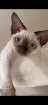 ゆっこ 様のお迎えした子猫