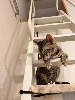 えじこ 様のお迎えした子猫