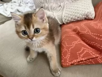 A.M 様のお迎えした子猫