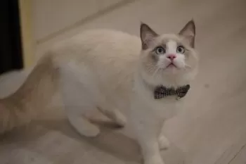 みみ 様のお迎えした子猫