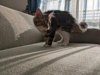 Y.F 様のお迎えした子猫