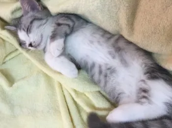m0510 様のお迎えした子猫