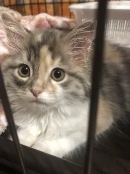 モカ 様のお迎えした子猫