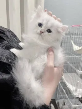 S.H 様のお迎えした子猫