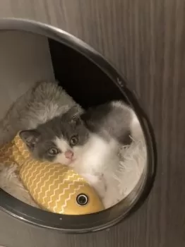 ZEN 様のお迎えした子猫