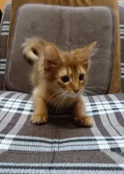 なちゅこ 様のお迎えした子猫