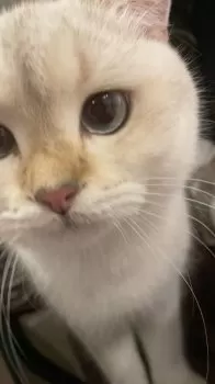 ひでパパ 様のお迎えした子猫