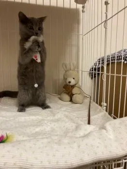 Taa 様のお迎えした子猫