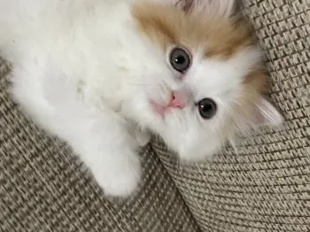 タカモリ 様のお迎えした子猫