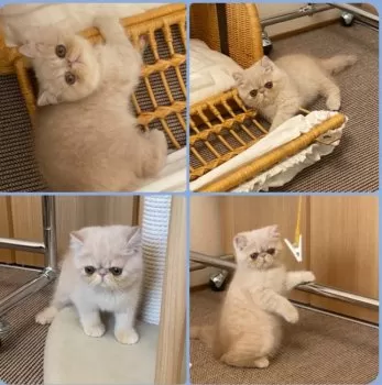 いちる 様のお迎えした子猫