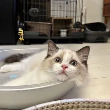 Y.S 様のお迎えした子猫