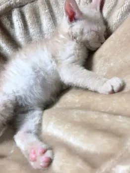 タルトママ 様のお迎えした子猫