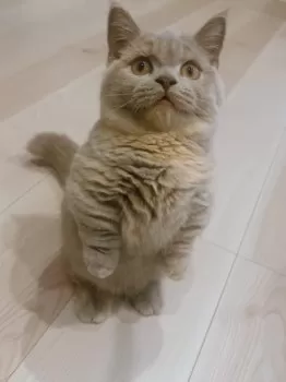 まろまろまろまろ 様のお迎えした子猫