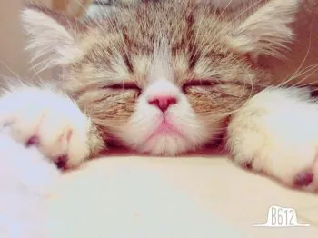 デンママ 様のお迎えした子猫