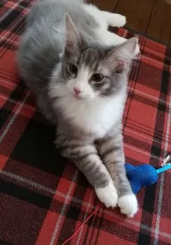 将軍 様のお迎えした子猫