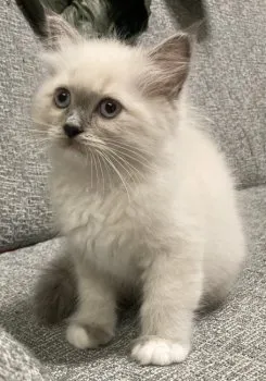 SabiとKiri 様のお迎えした子猫