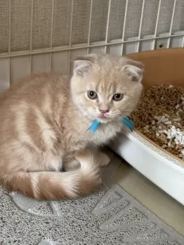 K.A 様のお迎えした子猫