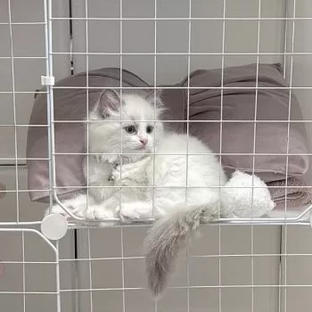 かち 様のお迎えした子猫