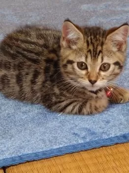 ウリちん 様のお迎えした子猫