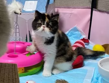 ユノ 様のお迎えした子猫