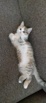 松田 様のお迎えした子猫