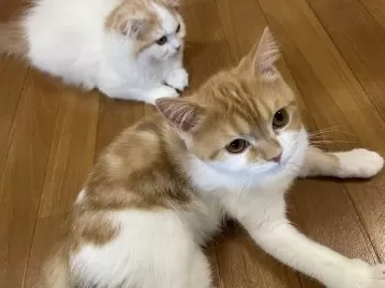 うさ 様のお迎えした子猫