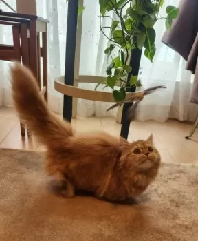 M.E 様のお迎えした子猫