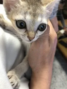 haruhina 様のお迎えした子猫