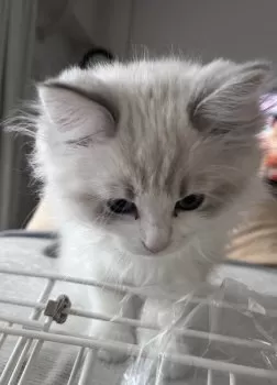 S.H. 様のお迎えした子猫