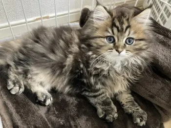 M.K 様のお迎えした子猫