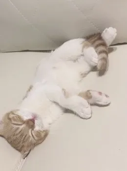 W.M 様のお迎えした子猫