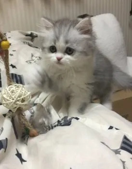 マロン 様のお迎えした子猫