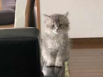 I.Y 様のお迎えした子猫