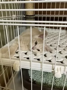 K.T 様のお迎えした子猫