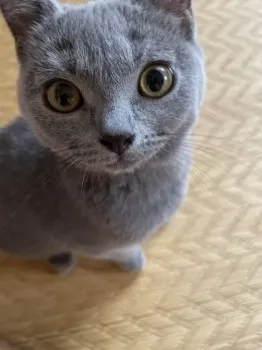 やなぎ 様のお迎えした子猫